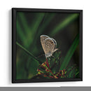 Mariposa - Isidro Velázquez | Cuadro decorativo de Canvas Lab