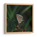 Mariposa - Isidro Velázquez | Cuadro decorativo de Canvas Lab