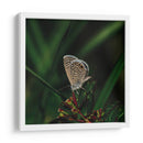 Mariposa - Isidro Velázquez | Cuadro decorativo de Canvas Lab