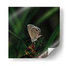 Mariposa - Isidro Velázquez | Cuadro decorativo de Canvas Lab