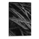 Rain's Whisper on Leaves - Ani Coloca | Cuadro decorativo de Canvas Lab