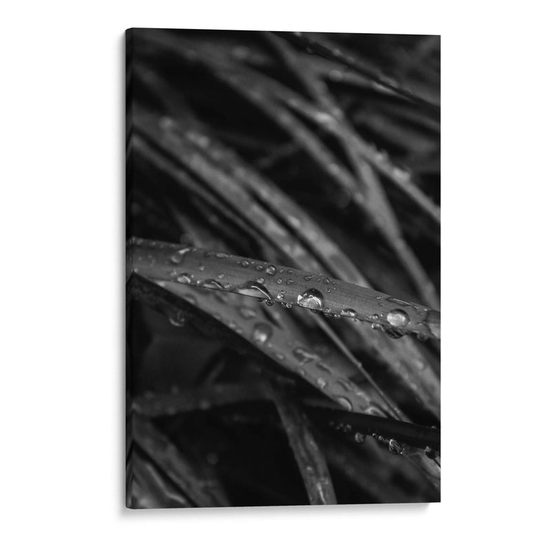 Rain's Whisper on Leaves - Ani Coloca | Cuadro decorativo de Canvas Lab