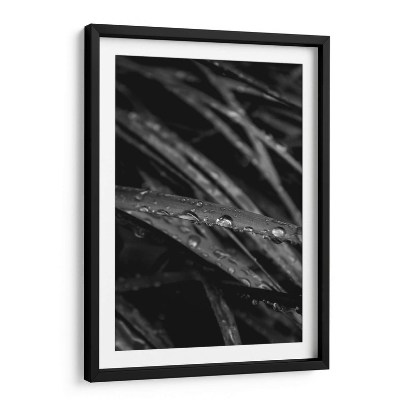 Rain's Whisper on Leaves - Ani Coloca | Cuadro decorativo de Canvas Lab