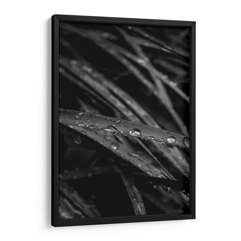 Rain's Whisper on Leaves - Ani Coloca | Cuadro decorativo de Canvas Lab