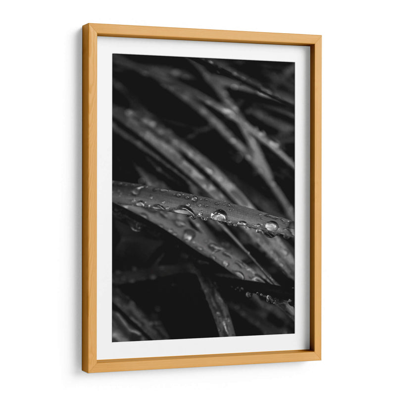 Rain's Whisper on Leaves - Ani Coloca | Cuadro decorativo de Canvas Lab