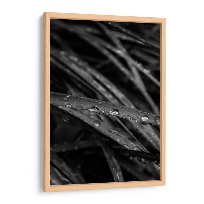 Rain's Whisper on Leaves - Ani Coloca | Cuadro decorativo de Canvas Lab