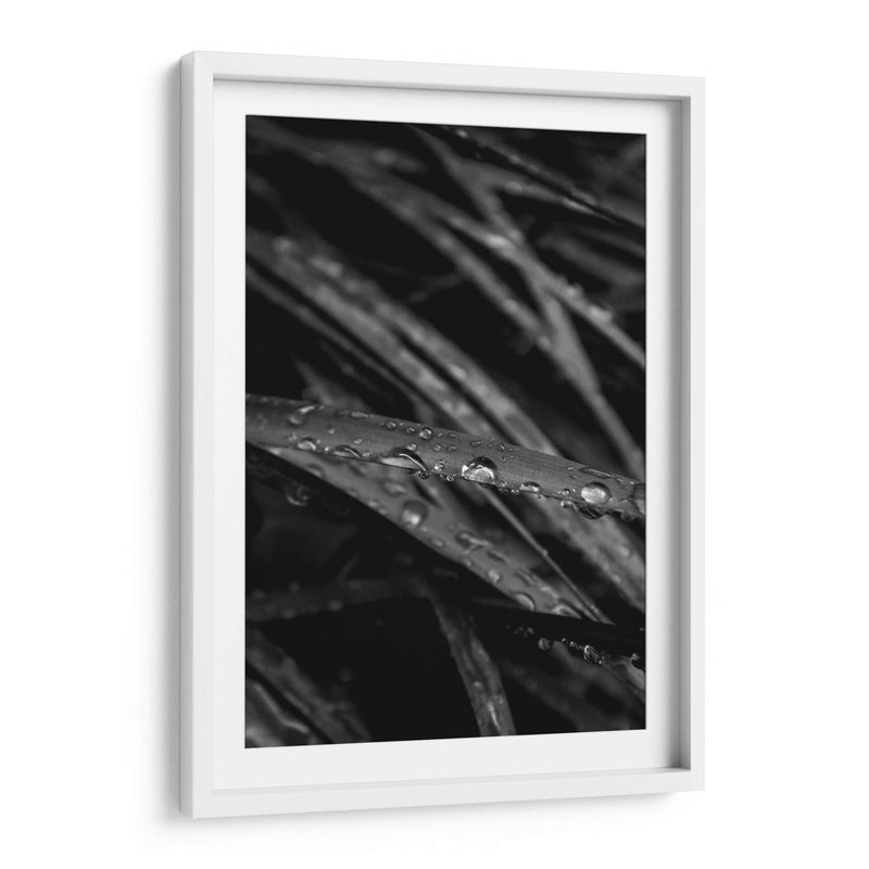 Rain's Whisper on Leaves - Ani Coloca | Cuadro decorativo de Canvas Lab