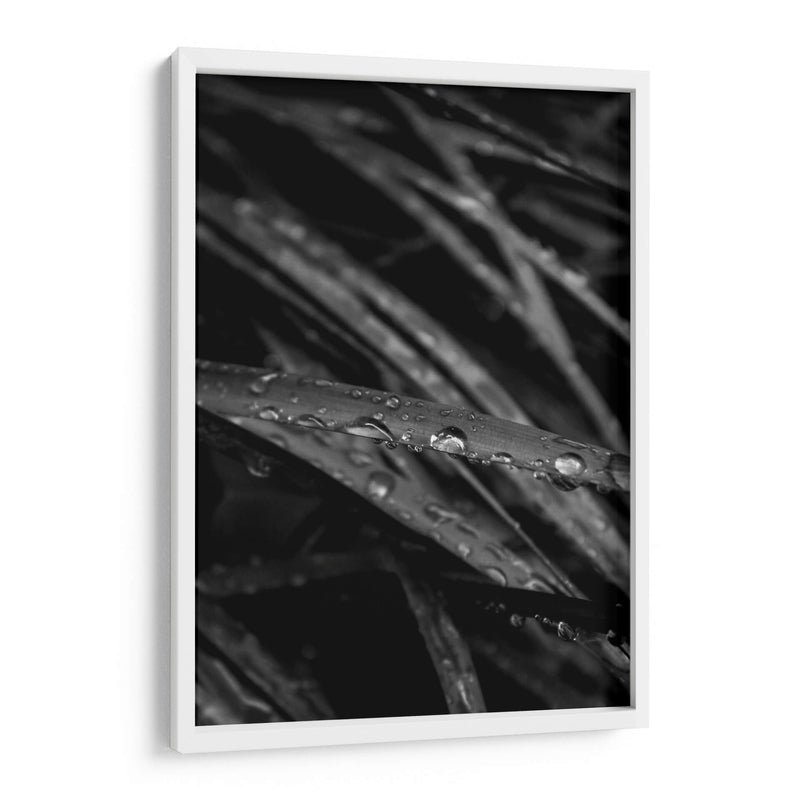 Rain's Whisper on Leaves - Ani Coloca | Cuadro decorativo de Canvas Lab