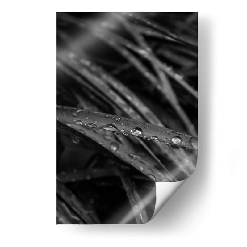 Rain's Whisper on Leaves - Ani Coloca | Cuadro decorativo de Canvas Lab