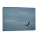 Pelicano minimalista - Fernando Lopez | Cuadro decorativo de Canvas Lab