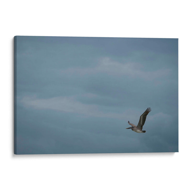 Pelicano minimalista - Fernando Lopez | Cuadro decorativo de Canvas Lab