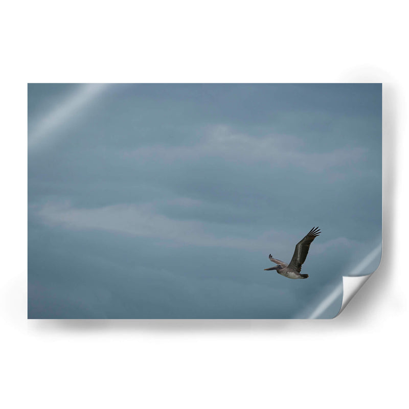 Pelicano minimalista - Fernando Lopez | Cuadro decorativo de Canvas Lab