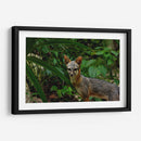 Zorro gris en la selva - Fernando Lopez | Cuadro decorativo de Canvas Lab