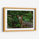 Zorro gris en la selva - Fernando Lopez | Cuadro decorativo de Canvas Lab