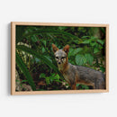 Zorro gris en la selva - Fernando Lopez | Cuadro decorativo de Canvas Lab