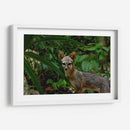 Zorro gris en la selva - Fernando Lopez | Cuadro decorativo de Canvas Lab
