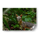 Zorro gris en la selva - Fernando Lopez | Cuadro decorativo de Canvas Lab