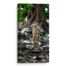 Zorro gris - Fernando Lopez | Cuadro decorativo de Canvas Lab