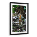 Zorro gris - Fernando Lopez | Cuadro decorativo de Canvas Lab