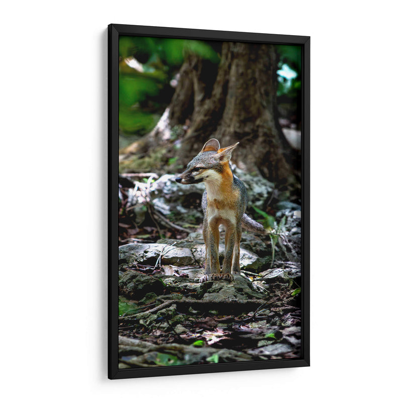 Zorro gris - Fernando Lopez | Cuadro decorativo de Canvas Lab