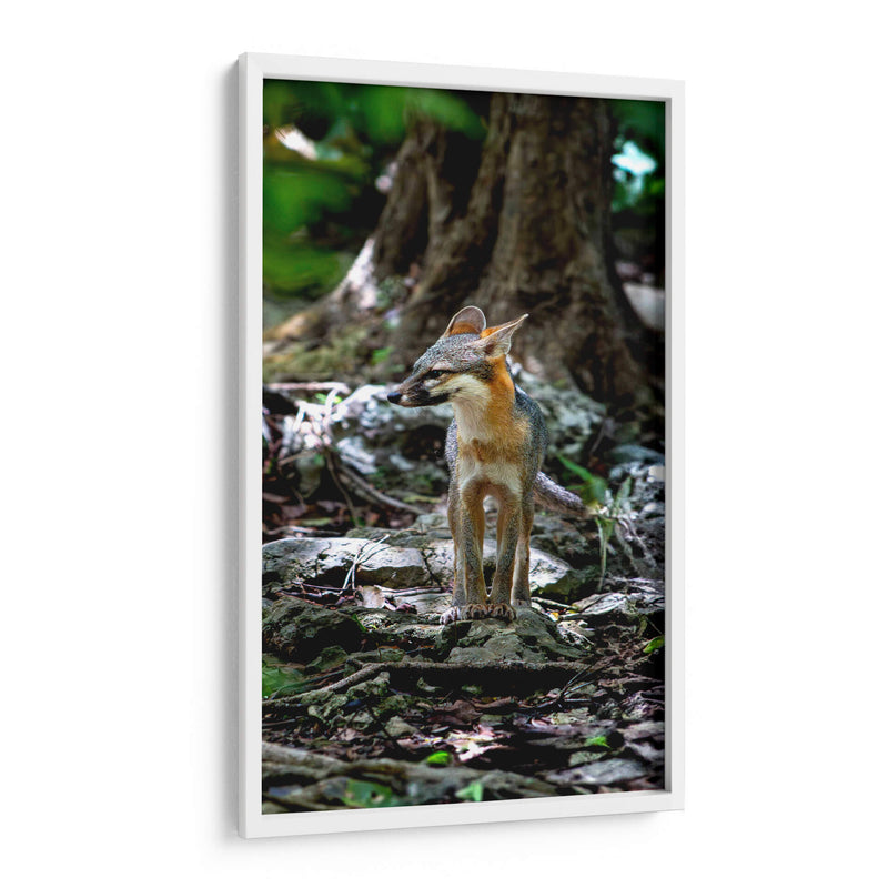 Zorro gris - Fernando Lopez | Cuadro decorativo de Canvas Lab