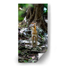 Zorro gris - Fernando Lopez | Cuadro decorativo de Canvas Lab