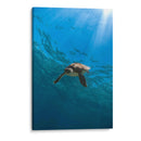 Toruga en el fondo del mar - Fernando Lopez | Cuadro decorativo de Canvas Lab