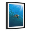 Toruga en el fondo del mar - Fernando Lopez | Cuadro decorativo de Canvas Lab