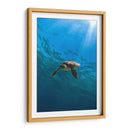 Toruga en el fondo del mar - Fernando Lopez | Cuadro decorativo de Canvas Lab