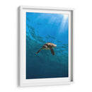 Toruga en el fondo del mar - Fernando Lopez | Cuadro decorativo de Canvas Lab