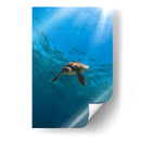 Toruga en el fondo del mar - Fernando Lopez | Cuadro decorativo de Canvas Lab