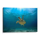Tortuga nadando bajo rayo de sol - Fernando Lopez | Cuadro decorativo de Canvas Lab