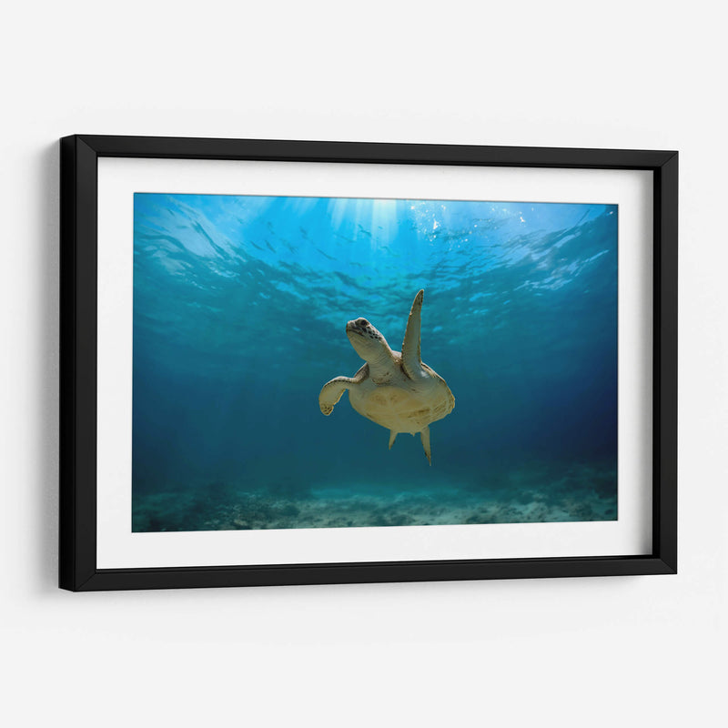 Tortuga nadando bajo rayo de sol - Fernando Lopez | Cuadro decorativo de Canvas Lab