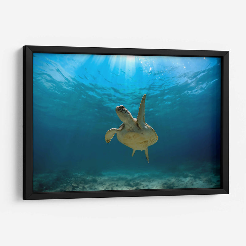 Tortuga nadando bajo rayo de sol - Fernando Lopez | Cuadro decorativo de Canvas Lab