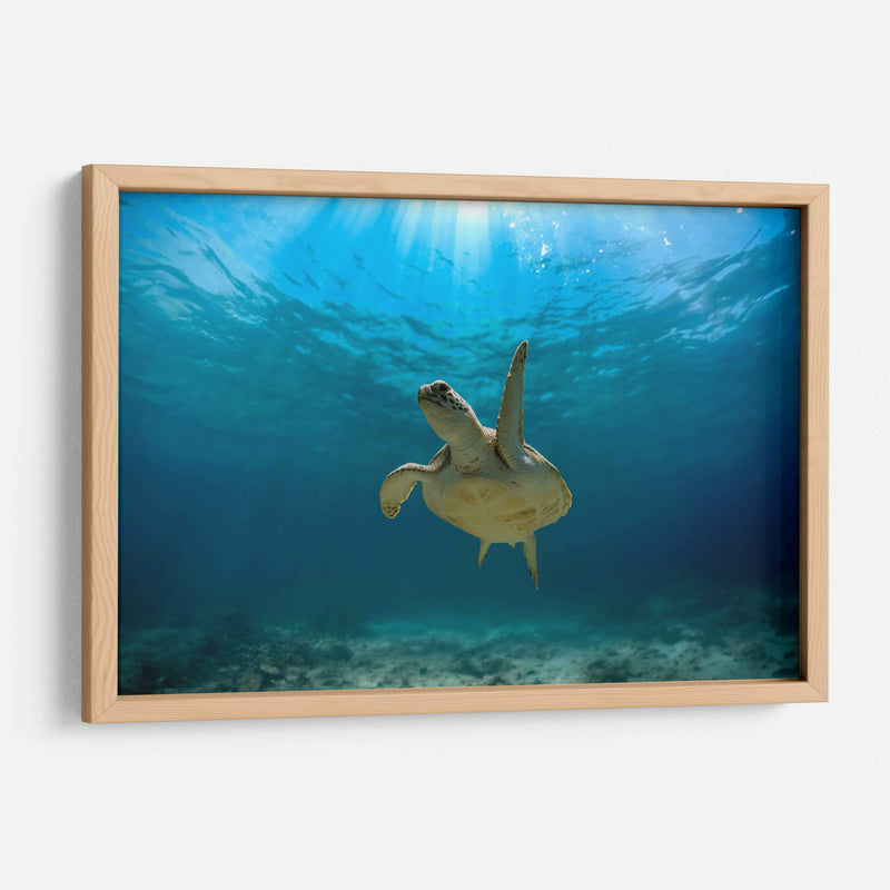 Tortuga nadando bajo rayo de sol - Fernando Lopez | Cuadro decorativo de Canvas Lab