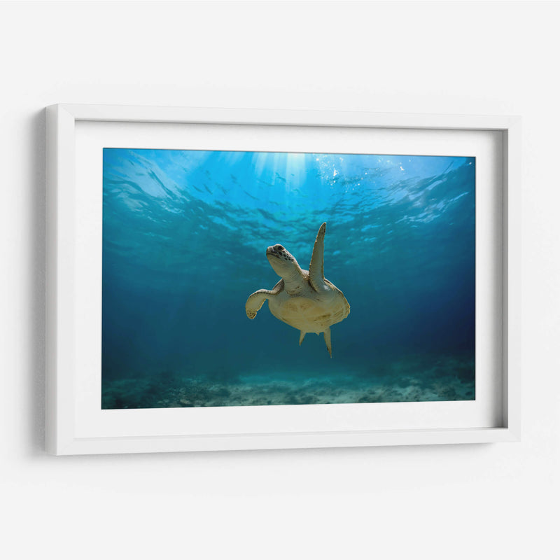 Tortuga nadando bajo rayo de sol - Fernando Lopez | Cuadro decorativo de Canvas Lab