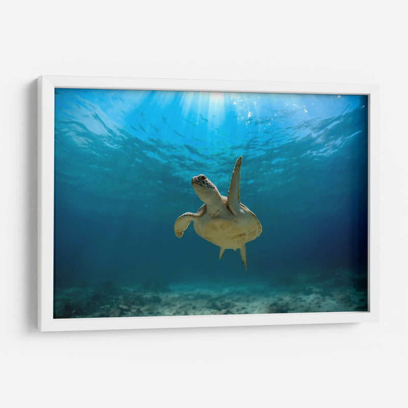 Tortuga nadando bajo rayo de sol - Fernando Lopez | Cuadro decorativo de Canvas Lab