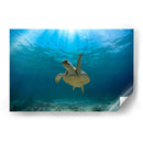 Tortuga nadando bajo rayo de sol - Fernando Lopez | Cuadro decorativo de Canvas Lab