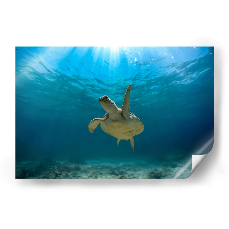 Tortuga nadando bajo rayo de sol - Fernando Lopez | Cuadro decorativo de Canvas Lab