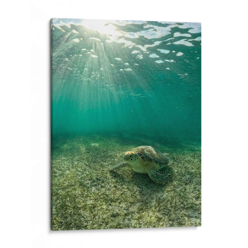 Tortuga descansando - Fernando Lopez | Cuadro decorativo de Canvas Lab