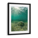 Tortuga descansando - Fernando Lopez | Cuadro decorativo de Canvas Lab