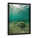 Tortuga descansando - Fernando Lopez | Cuadro decorativo de Canvas Lab
