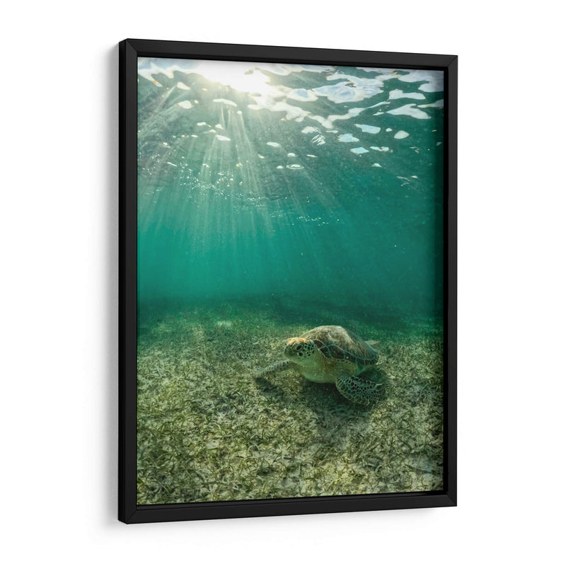 Tortuga descansando - Fernando Lopez | Cuadro decorativo de Canvas Lab