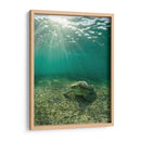 Tortuga descansando - Fernando Lopez | Cuadro decorativo de Canvas Lab