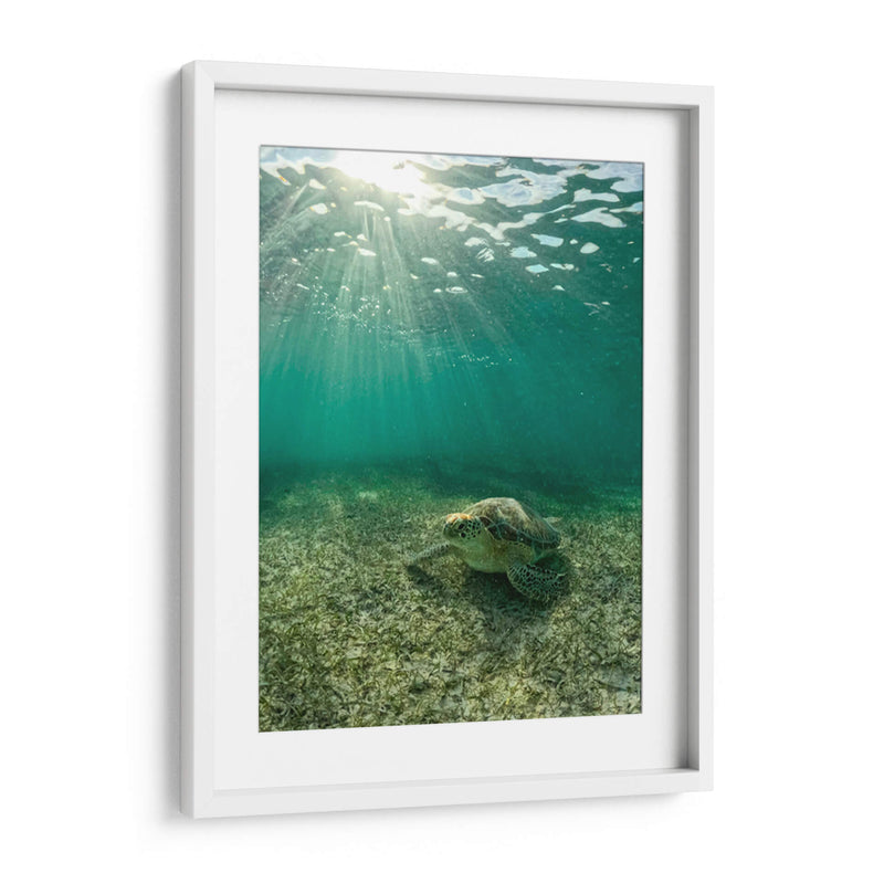 Tortuga descansando - Fernando Lopez | Cuadro decorativo de Canvas Lab