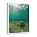 Tortuga descansando - Fernando Lopez | Cuadro decorativo de Canvas Lab