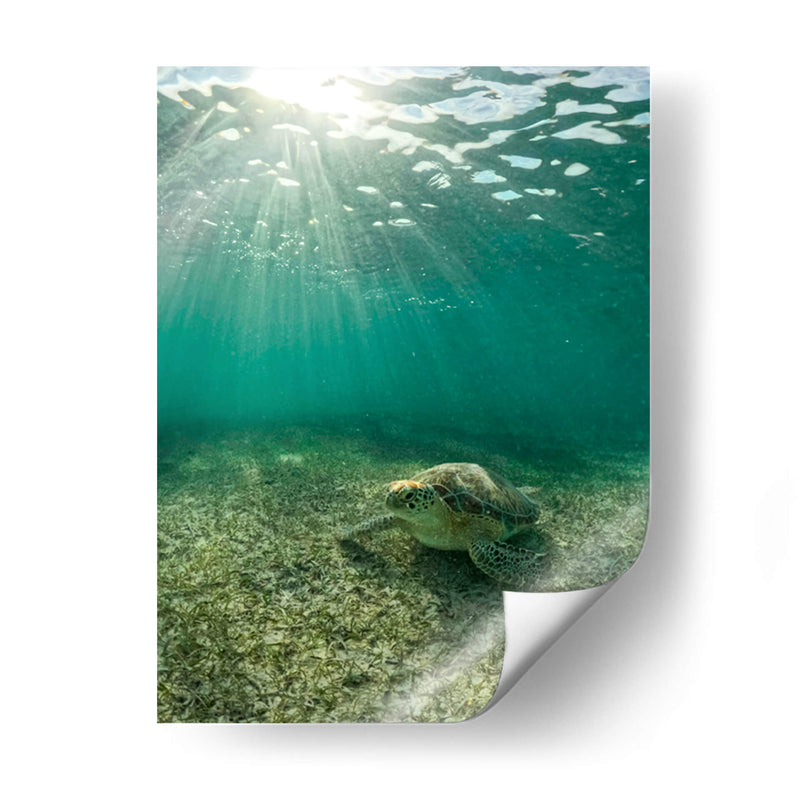 Tortuga descansando - Fernando Lopez | Cuadro decorativo de Canvas Lab