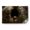 Rana descansando - Fernando Lopez | Cuadro decorativo de Canvas Lab