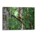 Pajaro Mot Mot 1 - Fernando Lopez | Cuadro decorativo de Canvas Lab