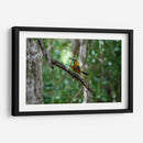 Pajaro Mot Mot 1 - Fernando Lopez | Cuadro decorativo de Canvas Lab